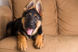 Therapy dogs in the clinic