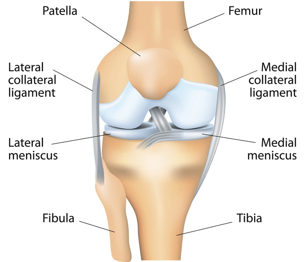 sesamoid-knee-patella-rehabilitation-anatomy-function
