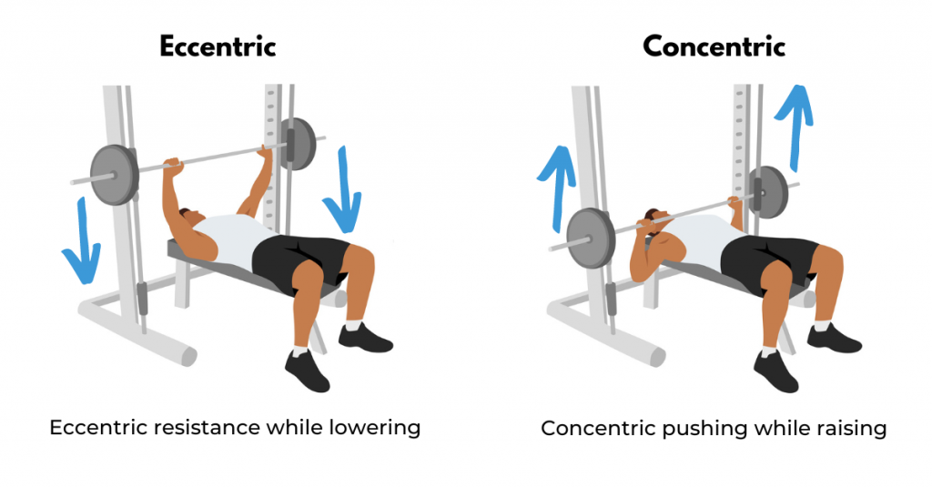 Eccentric and concentric phases of movement in a bench press